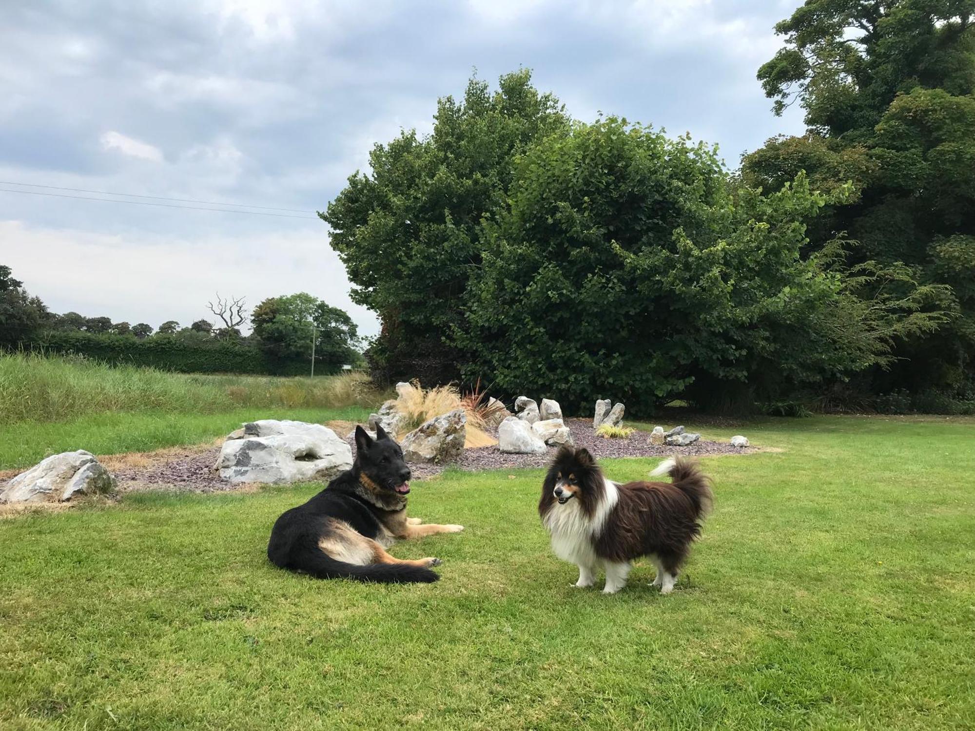 Grove House Country Rooms Shanballymore 外观 照片